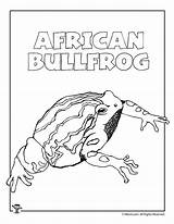 Bullfrog Coloring Getcolorings Woo African sketch template
