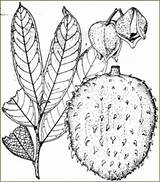 Soursop Annona Guanabana Drawing Muricata Tropilab Graviola Tree Drawings Common Names Durian Fruit sketch template