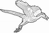 Archaeopteryx Coloring Designlooter Drawings Dinosaur sketch template