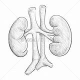 Kidney Drawing Kidneys Vector Getdrawings sketch template