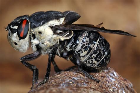 dangerous insects  avoid proactive pest management