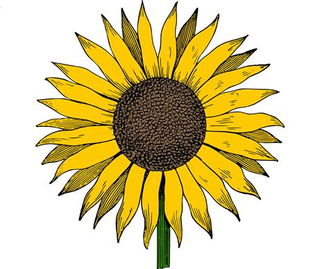sunflowers clipart   cliparts  images  clipground