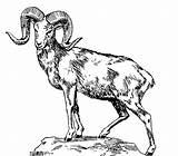 Sheep Bighorn Coloring Pages Worksheets Trending sketch template