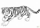 Tooth Tiger Saber Sabre Coloring Clipartmag Drawing sketch template