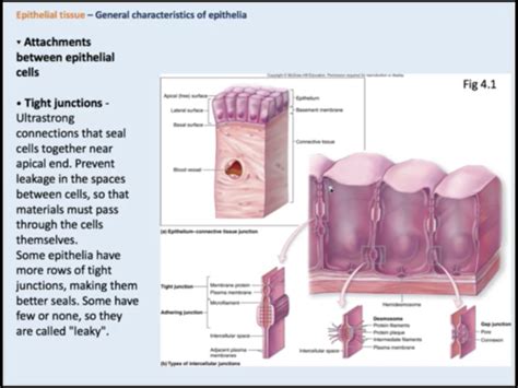 epithelial tissue flashcards quizlet