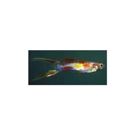lyretail guppy male cm  aquarium fish aquarium fish guppy