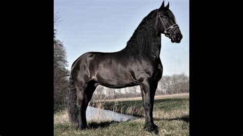 voit sport friesian horses  sale  blacksterlingfriesianscom friesian  sale youtube