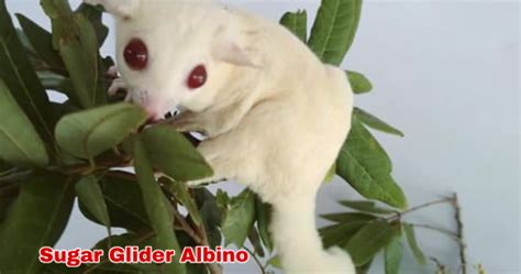 perbedaan sugar glider albino  leucistic disertai gambarnya hobinatang