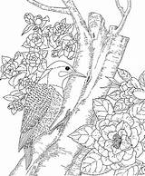 Coloring Pages Woodpecker Nature Backyard Animals sketch template