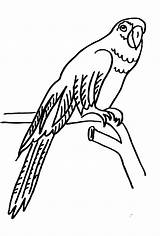 Papagei Malvorlage Fliegender Einzigartig sketch template