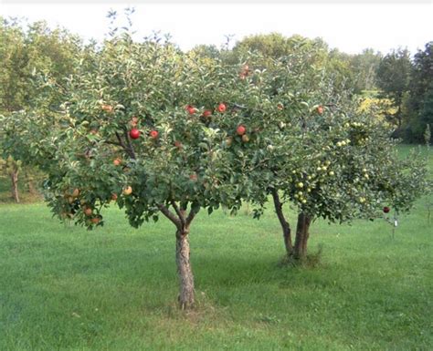 semi dwarf apple trees   family kw homestead