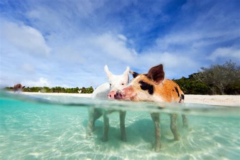 bahamas karibik schweine schwimmen swimming pigs bahamas pigs pig beach