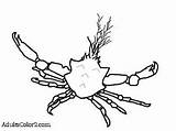Crab Coloring Kelp Horseshoe Subtitle Appropriate sketch template