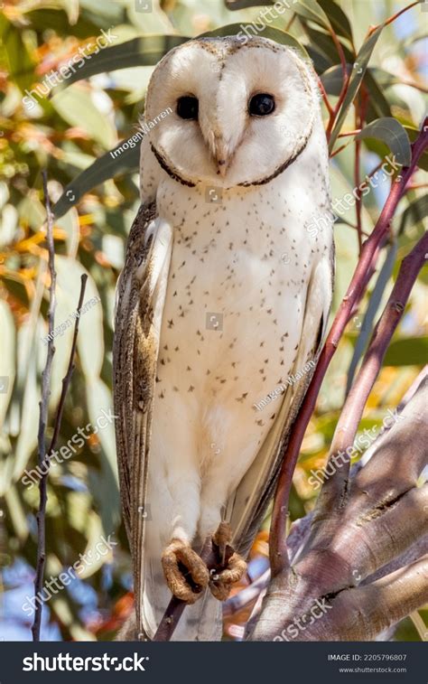eastern barn owl south australia stock photo  shutterstock