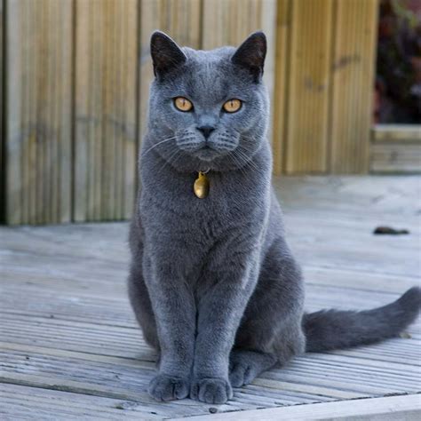 kot brytyjski hodowla kotow rasowych lesny kot