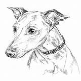 Greyhound Levriero Disegno Ritratto Italienischen Variopinto Illustrationen Vektoren sketch template