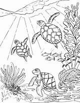 Turtles Tortugas Tortoise Tortuga Coloringbay Animals Marinas Nadando Realista sketch template