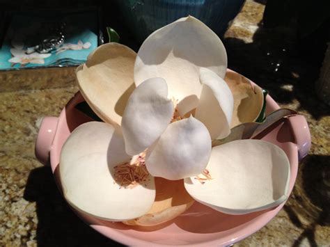 float  magnolia  water   sweet aroma   house food aroma