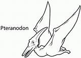 Coloring Pterodactyl Pteranodon Pterodactylus Dinosaurs Sketch Ate Insertion Getdrawings sketch template