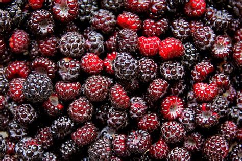 black raspberry benefits livestrongcom