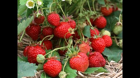 grow strawberries youtube
