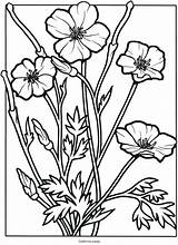 Coloring Pages Flower Wildflower Wild Getdrawings Printable Getcolorings sketch template