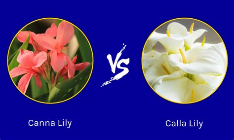 canna lily  calla lily    differences   animals