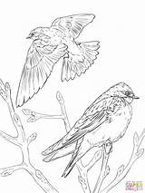 Coloring Pages Realistic Bird Swallow Birds Tree Swallows Drawing Barn Color Printable Prey Drawings Getdrawings Template Designlooter Print Compatible Ipad sketch template