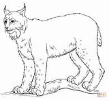 Lynx Coloring Draw Drawing Pages Step Animal Supercoloring Printable Tutorials Lodjur Hur Ritar Ett Man Canada Kids Sketch Choose Board sketch template