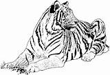 Coloring Pages Big Tiger Cat Cats sketch template