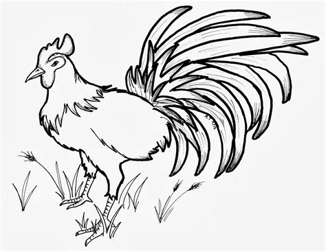 original coloring pages rooster