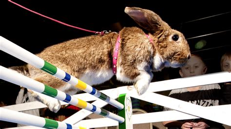 battle of the bouncing bunnies