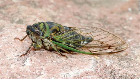 annual cicadas       cnn