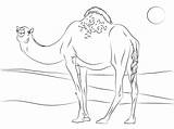 Dromedario Desierto Camel sketch template