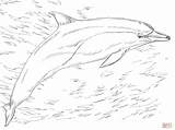 Dolphin sketch template