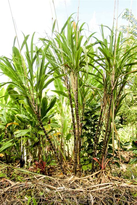 history  sugar cane  maui