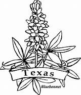 Coloring State Texas Pages Flowers Flower Bluebonnet Printable Kids sketch template