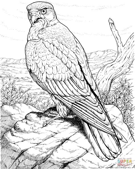 images  printable bird coloring pages  printable adult