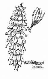 Spruce sketch template