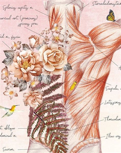 muscles of the back print poster back muscles art massage etsy