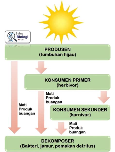aliran energi  ekosistem ekosistem energi biologi