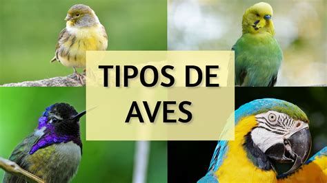 tipos de aves  su clasificacion  tipos de aves existen aviariojp
