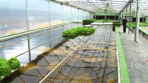 aquaponics farm  triple  size quadruple homeless