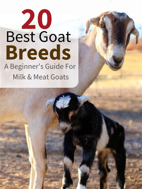 goat breeds