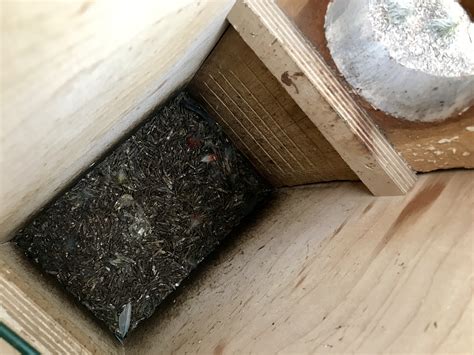 maintenance nest box tales