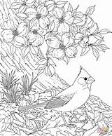 Cardinal Dogwood Bird Coloring Flower Pages Carolina Printable North Red State Birds Cardinals Blossom Flowers Drawing Cherry Tree Adult Color sketch template
