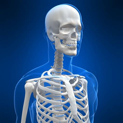 Skelettet Läromedel Till Lektion I Biologi åk 7 8 9