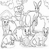 Marsupials Surfnetkids sketch template