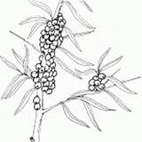 Coloring Buckthorn Sea Berries Handicraft Viburnum Bush sketch template