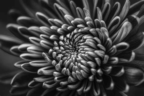 quick tips  shooting stunning black  white photographs contrastly